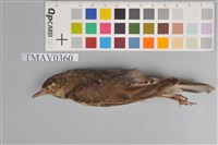 藏品(樹鷚)的圖片